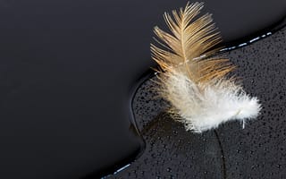 Картинка перо, вода, черный, капли, природа, минимализм, текстура