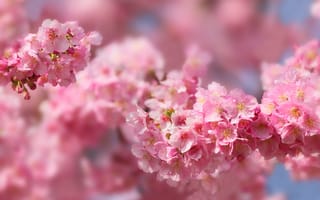 Картинка цветы, вишня, розовый, природа, весна, красота, пейзаж