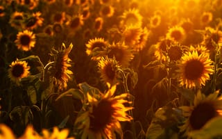 Картинка подсолнухи, поля, закат, природа, цветы, лето, солнце