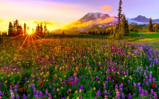 Картинка природа, закат, цветы, горы, пейзаж, лес, лето