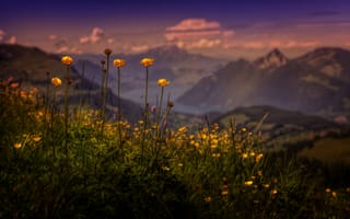Картинка горы, цветы, природа, пейзаж, небо, вода, лето