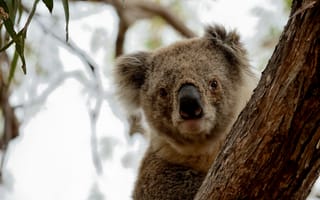 Картинка коала, животные, природа, австралия, дерево, фото, дикие животные