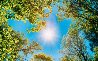 Картинка небо, солнце, деревья, природа, лето, зелень, пейзаж