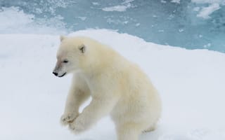 Картинка медведь, полярный, природа, зима, лед, животные, снег