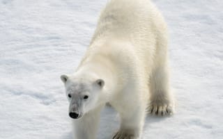 Картинка белый медведь, лед, арктика, дикая природа, животные, пейзаж, зима