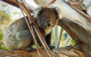 Картинка коала, животные, природа, дерево, австралия, фауна, пейзаж
