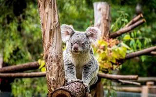 Картинка коала, животные, природа, лес, австралия, фото, обои