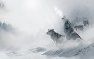 Картинка волки, природа, зима, туман, горы, дикие животные, пейзаж