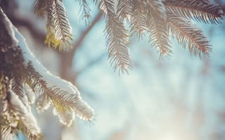 Картинка зима, снег, елка, природа, холод, лес, пейзаж