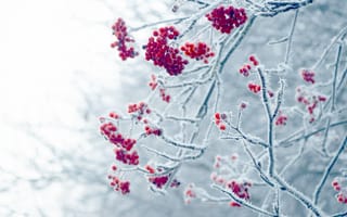 Картинка зима, ягоды, снег, природа, холод, лед, деревья