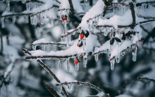 Картинка зима, снег, лед, ветки, ягоды, природа, холод