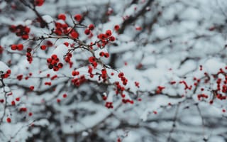 Картинка зима, ягоды, снег, природа, красный, ветка, холод