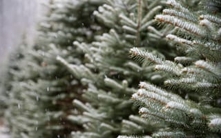 Картинка елки, зима, снег, природа, лес, пейзаж, зелень