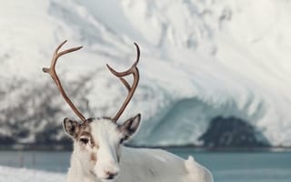 Картинка олень, зима, снег, горы, природа, пейзаж, животные