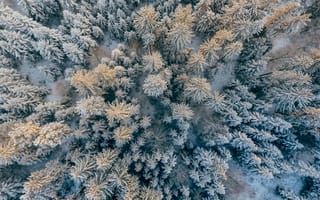 Картинка лес, зима, снег, природа, деревья, пейзаж, воздушный вид