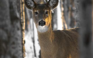 Картинка олень, лес, зима, природа, животные, пейзаж, снег