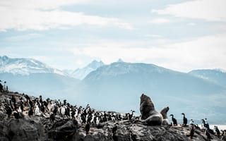 Картинка пингвины, морской котик, природа, горы, пейзаж, животные, океан
