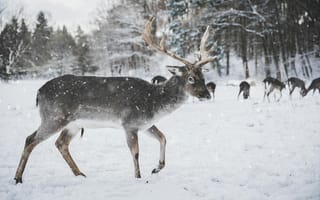 Картинка олень, зима, снег, природа, животные, лес, пейзаж