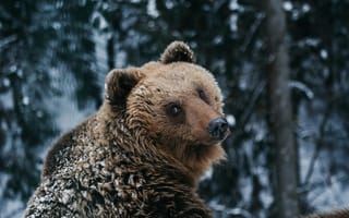 Картинка медведь, зима, природа, лес, дикие животные, снег, фотография