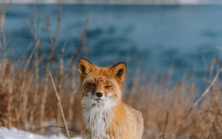 Картинка лисица, зима, природа, снег, пейзаж, животные, фотография