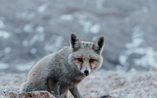 Картинка лисица, природа, дикие животные, горы, пейзаж, фотография, животные