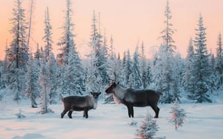 Картинка олени, зима, снег, лес, природа, пейзаж, закат