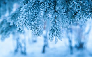 Картинка зима, снег, елка, мороз, природа, холод, лед