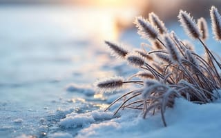 Картинка зима, снег, природа, растения, мороз, пейзаж, холод