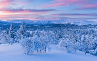 Картинка зима, снег, пейзаж, природа, лес, горизонт, небо, закат, деревья, холод