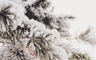 Картинка зима, снег, елка, природа, холод, пейзаж, ветки