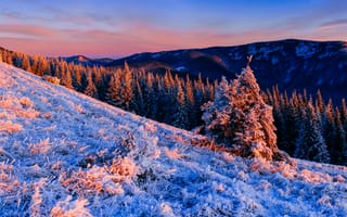 Картинка зима, пейзаж, горы, снег, лес, закат, природа