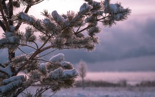 Картинка зима, снег, природа, лес, дерево, пейзаж, холод