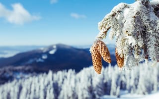 Картинка зима, снег, природа, горы, елка, пейзаж, холод