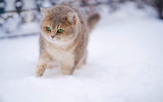 Картинка кот, зима, снег, животное, природа, мягкий, пухлый