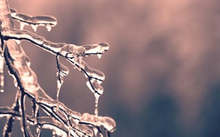 Картинка лед, ветка, зима, природа, красота, заморозки, фотография