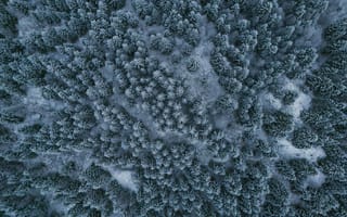 Картинка лес, зима, природа, снег, деревья, пейзаж, воздушный вид