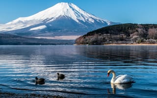 Картинка гора, озеро, лебедь, утки, природа, пейзаж, зима, Фудзияма