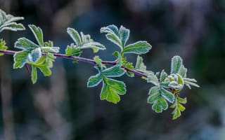 Картинка листья, заморозки, природа, ветка, зелень, зима, красота