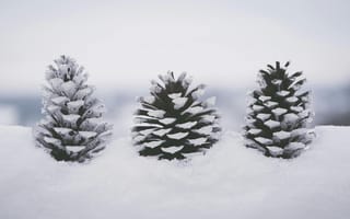 Картинка шишки, зима, снег, природа, пейзаж, холод, лес