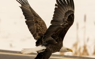 Картинка орел, птица, природа, полет, зима, дикая природа, крылья