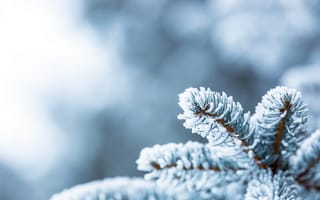 Картинка зима, снег, елка, мороз, природа, холод, фотография