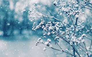 Картинка зима, снег, природа, ветка, холод, пейзаж, мягкий свет