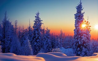 Картинка зима, снег, лес, солнце, пейзаж, природа, деревья, закат