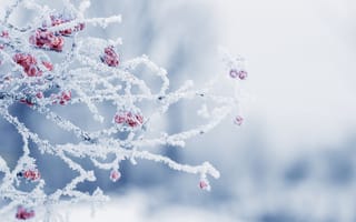 Картинка зима, снег, ягоды, лед, природа, холод, дерево, фотография, пейзаж, мороз