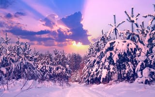 Картинка зима, снег, лес, пейзаж, закат, природа, деревья, холод