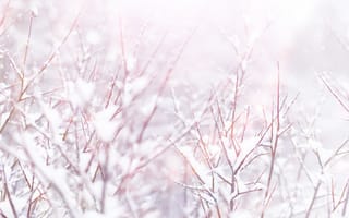 Картинка зима, снег, природа, пейзаж, ветки, холод, мягкий свет