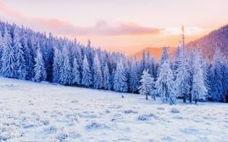 Картинка зима, снег, лес, пейзаж, природа, холод, сосны, закат, мир, красота