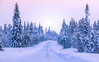 Картинка зима, снег, лес, дорога, пейзаж, природа, холод