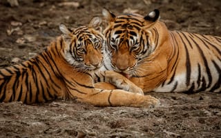 Картинка тигры, животные, природа, дикая природа, питомцы, фото, обои