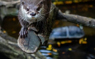 Картинка выдра, природа, животные, вода, лес, фотография, дикое